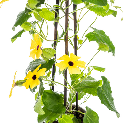 Buitenplant 4x Thunbergia alata Sunny Susy Yellow - Klimplant - Pot Ø 13cm Hoogte ↕ 60cm