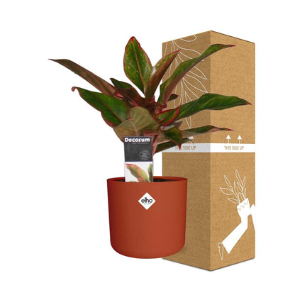 Kamerplant - Aglaonema Crete - Luchtzuiverend - Pot Ø 14cm
