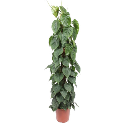 Kamerplant - Philodendron Scandens Mosstok - Pot Ø 27cm Hoogte ↕ 150cm