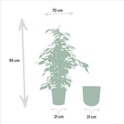 Kamerplant - Ficus benjamina Danielle - Inclusief sierpot - Pot Ø 21cm Hoogte ↕ 95cm