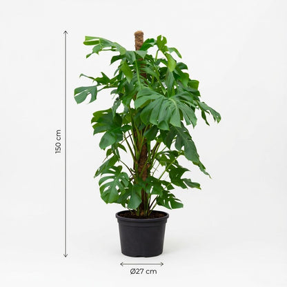 Kamerplant - Monstera Deliciosa - Hoogte ↕ 32-180cm