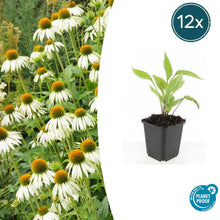 Buitenplant 12x Echinacea purpurea 'White Swan' - Bloeiend - Pot Ø 9cm Hoogte ↕ 10-25cm