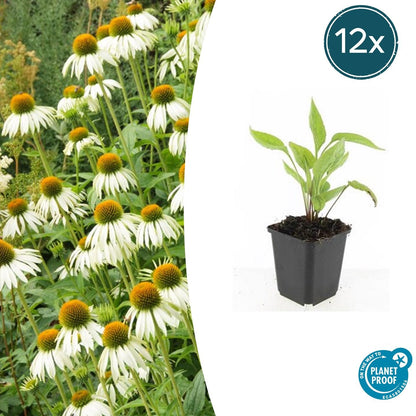 Buitenplant 12x Echinacea purpurea 'White Swan' - Bloeiend - Pot Ø 9cm Hoogte ↕ 10-25cm