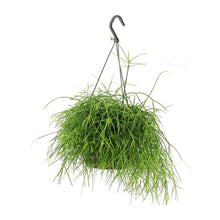 Kamerplant - Rhipsalis Oasis - Pot Ø 17cm Hoogte ↕ 25cm
