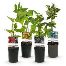 Buitenplant - Fruit planten mix - Rode Bes, Gele Framboos, Zwarte Braam, Blauwe Bes - Pot Ø 11cm Hoogte ↕ 40cm