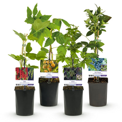 Buitenplant - Fruit planten mix - Rode Bes, Gele Framboos, Zwarte Braam, Blauwe Bes - Pot Ø 11cm Hoogte ↕ 40cm