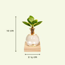 Kamerplant - Clusia in Glas met LED Verlichting - Pot Ø 4cm Hoogte ↕ 10cm