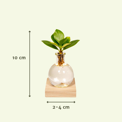 Kamerplant - Clusia in Glas met LED Verlichting - Pot Ø 4cm Hoogte ↕ 10cm