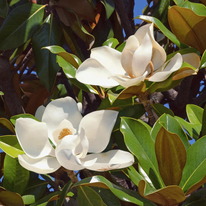 Buitenplant - Magnolia grandiflora - Bloeiend - Pot Ø 12cm Hoogte ↕ 30cm