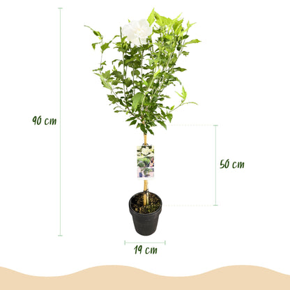Buitenplant - Hibiscus syriacus 'White Chiffon®' op stam - Bloeiend - Pot Ø 19cm Hoogte ↕ 90cm