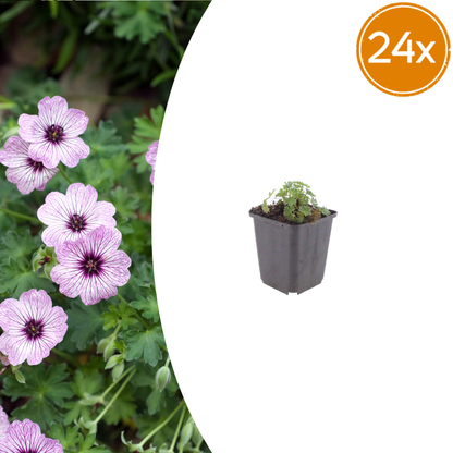 Buitenplant 24x Geranium cinereum 'Ballerina' - Bloeiend - Pot Ø 9cm Hoogte ↕ 10-25cm