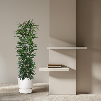 XL Kamerplant - Ficus Alii King - Zuilvorm - Pot Ø 29cm Hoogte ↕ 150cm