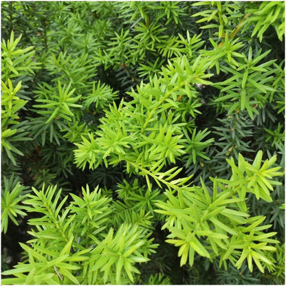Buitenplant 6x Taxus media 'Farmen' - Haagplant Winterhard - Hoogte ↕ 100cm