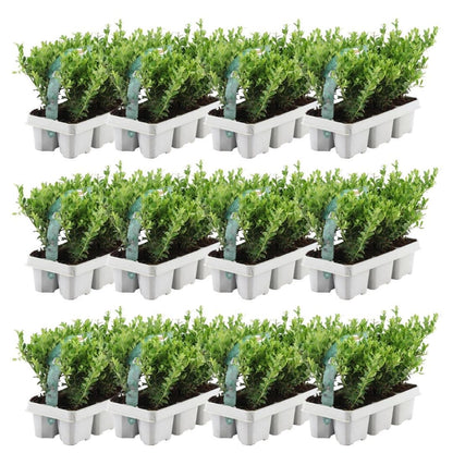 Buitenplant 12x Ilex crenata 'Jenny' - Winterhard - Pot Ø 7cm Hoogte ↕ 15cm
