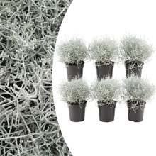 Buitenplant 6x Calocephalus - Zilverstruikje - Pot Ø 10cm Hoogte ↕ 15cm