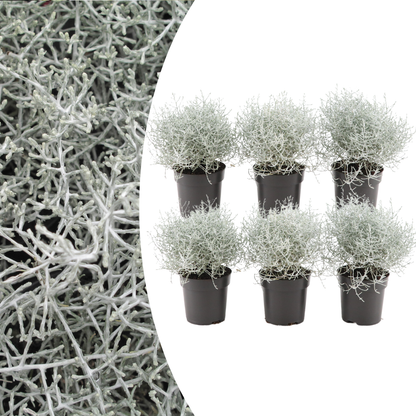 Buitenplant 6x Calocephalus - Zilverstruikje - Pot Ø 10cm Hoogte ↕ 15cm