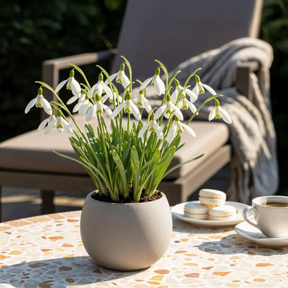 Buitenplant 25x Galanthus Elwesii - Bloembollen Wit - Bolmaat 5/6