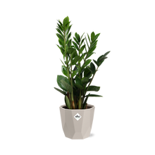 Kamerplant - Zamioculcas - Pot Ø 14cm Hoogte ↕ 45-50cm