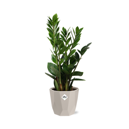 Kamerplant - Zamioculcas - Pot Ø 14cm Hoogte ↕ 45-50cm