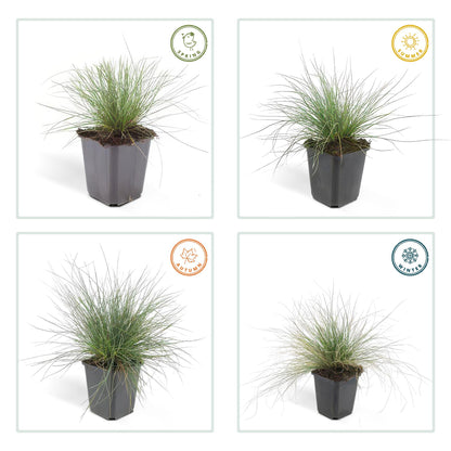 Buitenplant 60x Festuca glauca 'Elijah Bleu' - Pot Ø 9cm Hoogte ↕ 10-25cm
