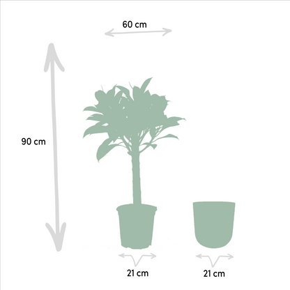 Kamerplant - Ficus elastica Melany stam - Inclusief sierpot - Pot Ø 21cm Hoogte ↕ 90cm