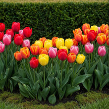 Buitenplant - Tulp Darwin Hybride Mix - Bloeiend - 40 stuks Bolmaat 10/12