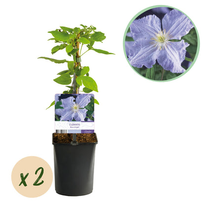 Buitenplant 2x Clematis Blue Angel - Bloeiend - Pot Ø 11cm Hoogte ↕ 40cm