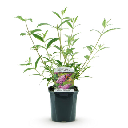 Buitenplant - Buddleja davidii Pink Delight - Vlinderstruik - Bloeiend - Pot Ø 17cm Hoogte ↕ 45cm