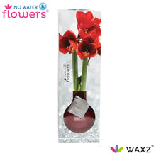 Kamerplant - Waxz® Luxury Box Bordeaux - Pot Ø cm Hoogte ↕ 15cm