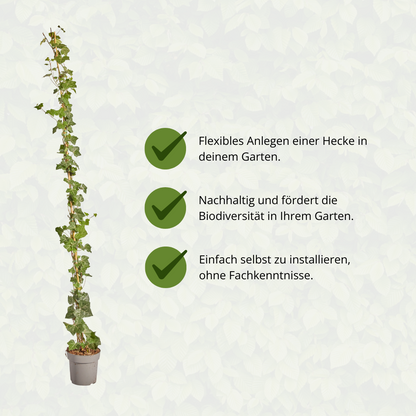Buitenplant - Hedera hibernica - Klimop Gestokt - Hoogte ↕ 150-175cm