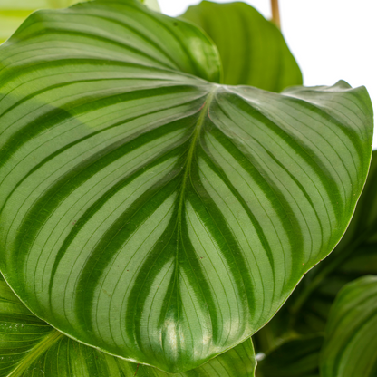 Kamerplant - Calathea Orbifolia - Pot Ø 17cm Hoogte ↕ 40-50cm