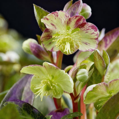 Buitenplant - Helleborus lividus 'Purple Marble' - Groenblijvend - Pot Ø 14cm Hoogte ↕ 35cm
