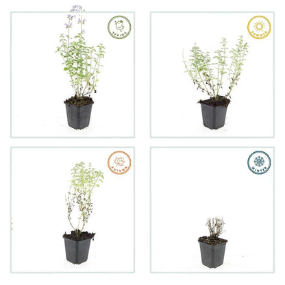 Buitenplant 48x Nepeta 'Walker's Low' - Bloeiend - Pot Ø 9cm Hoogte ↕ 10-25cm