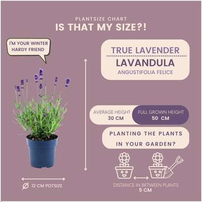 Buitenplant 24x Lavandula angustifolia Felice® - Bloeiend - Pot Ø 12cm Hoogte ↕ 25cm