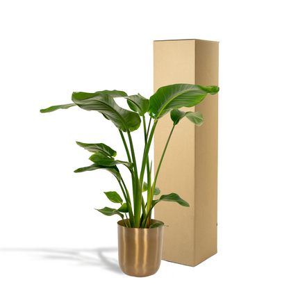 Kamerplant - Strelitzia Nicolai - Met sierpot goud - Pot Ø 19cm Hoogte ↕ 90cm