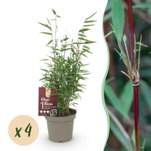 Buitenplant 4x Fargesia 'Red Dragon' - Bamboe Bladhoudend Niet-Woekerend - Pot Ø 14cm Hoogte ↕ 35cm