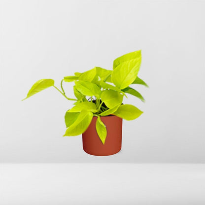 Kamerplant - Epipremnum Pinnatum 'Golden Pothos' - Inclusief sierpot - Pot Ø 14cm