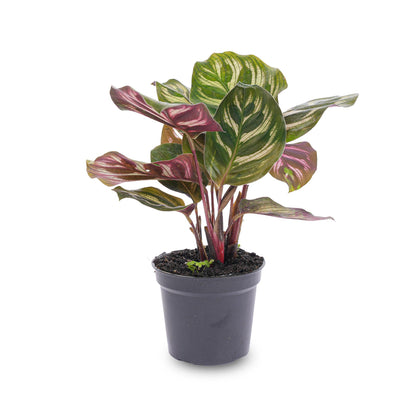 Kamerplant - Calathea Makoyana - Pot Ø 6cm