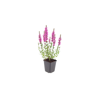24x Lythrum salicaria - ↕10-25cm - Ø9cm