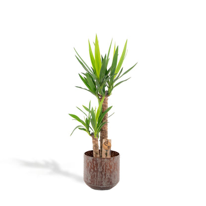 Kamerplant - Yucca - Pot Ø 21cm Hoogte ↕ 100cm
