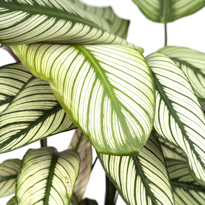 Kamerplant - Calathea Whitestar - Pot Ø 19cm Hoogte ↕ 50cm