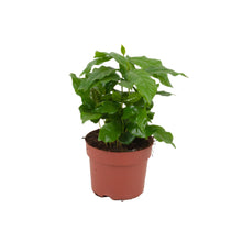 Kamerplant - Coffea Arabica - Pot Ø 12cm Hoogte ↕ 20-25cm