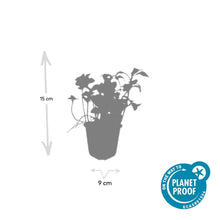 Buitenplant 48x Pachysandra terminalis 'Green Sheen' - Bodembedekker - Pot Ø 9cm Hoogte ↕ 10-25cm