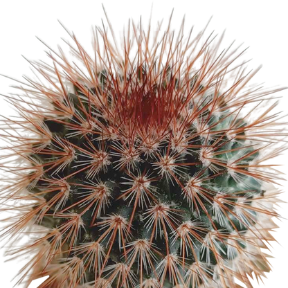 Kamerplant 5x Cactus mix - in Mexicaanse pot - Pot Ø 5.5cm