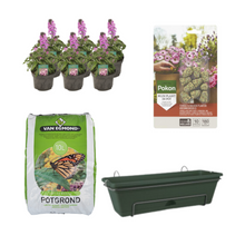Balkonbak Groen DIY-set - Erysimum linifolium 'Bowles Mauve'