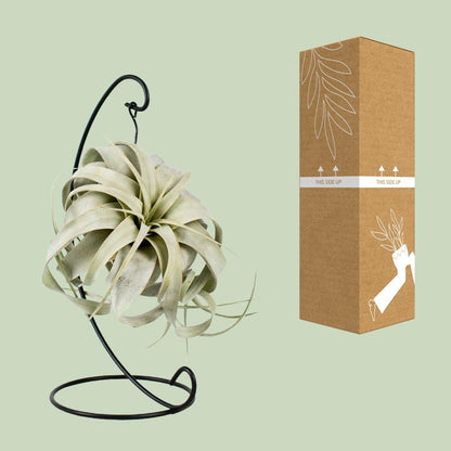 Kamerplant - Tillandsia King Xero - Pot Ø 12cm Hoogte ↕ 23cm