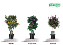 Buitenplant 3x Kuipplanten Geur Mix - Pot Ø 19cm Hoogte ↕ 75cm