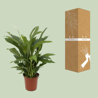 Kamerplant - Spathiphyllum Torelli - Pot Ø 17cm Hoogte ↕ 65cm