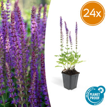 Buitenplant 24x Salvia nem. 'Ostfriesland' - Bloeiend - Pot Ø 9cm Hoogte ↕ 10-25cm