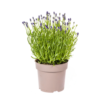 Buitenplant - Lavandula Angustifolia - Pot Ø 19cm Hoogte ↕ 40-50cm